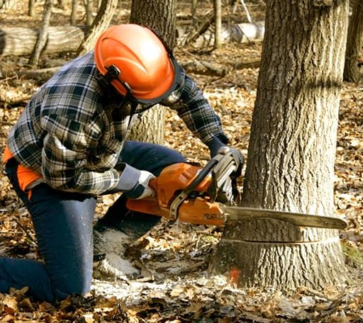 Tree Removal in Jud, ND